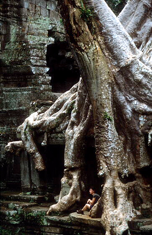 Ancient Giant tree roots grip the ruins at Angkor