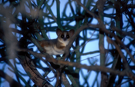Mouse Lemur