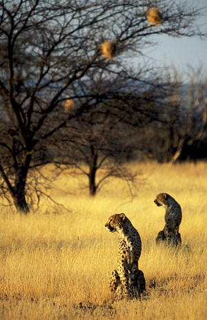 Namibia's Open Savannh Grassland Is The Ideal Hunting Ground For Cheetahs
