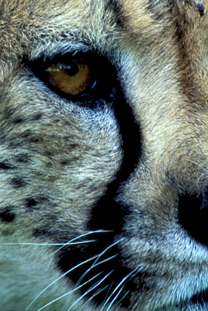 Black 'Tear Marks' Run From The Corner Of A Cheetah's Eyes Down The Sides Of The Nose To Its Mouth Are Said To Aid In Hunting By Absorbing The Glare Of The Sun