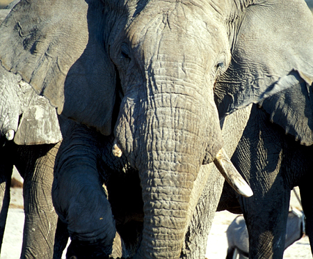 'Broken Tusk' Matriarch Elephant In Etosha - Tusks Can Be Lost In Fights or Become Brittle And Break Through Poor Nutrition